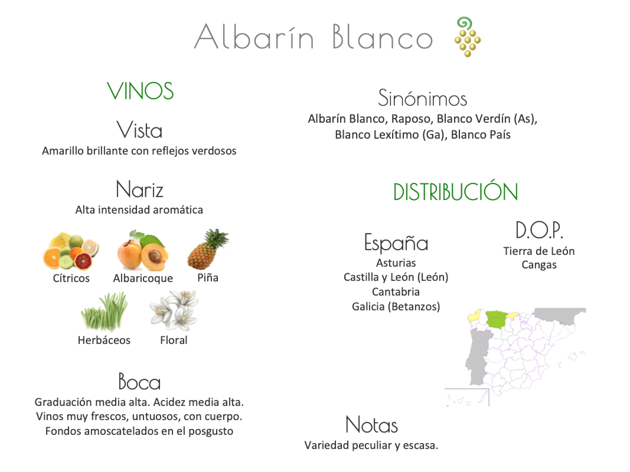 Sinónimo de Airén