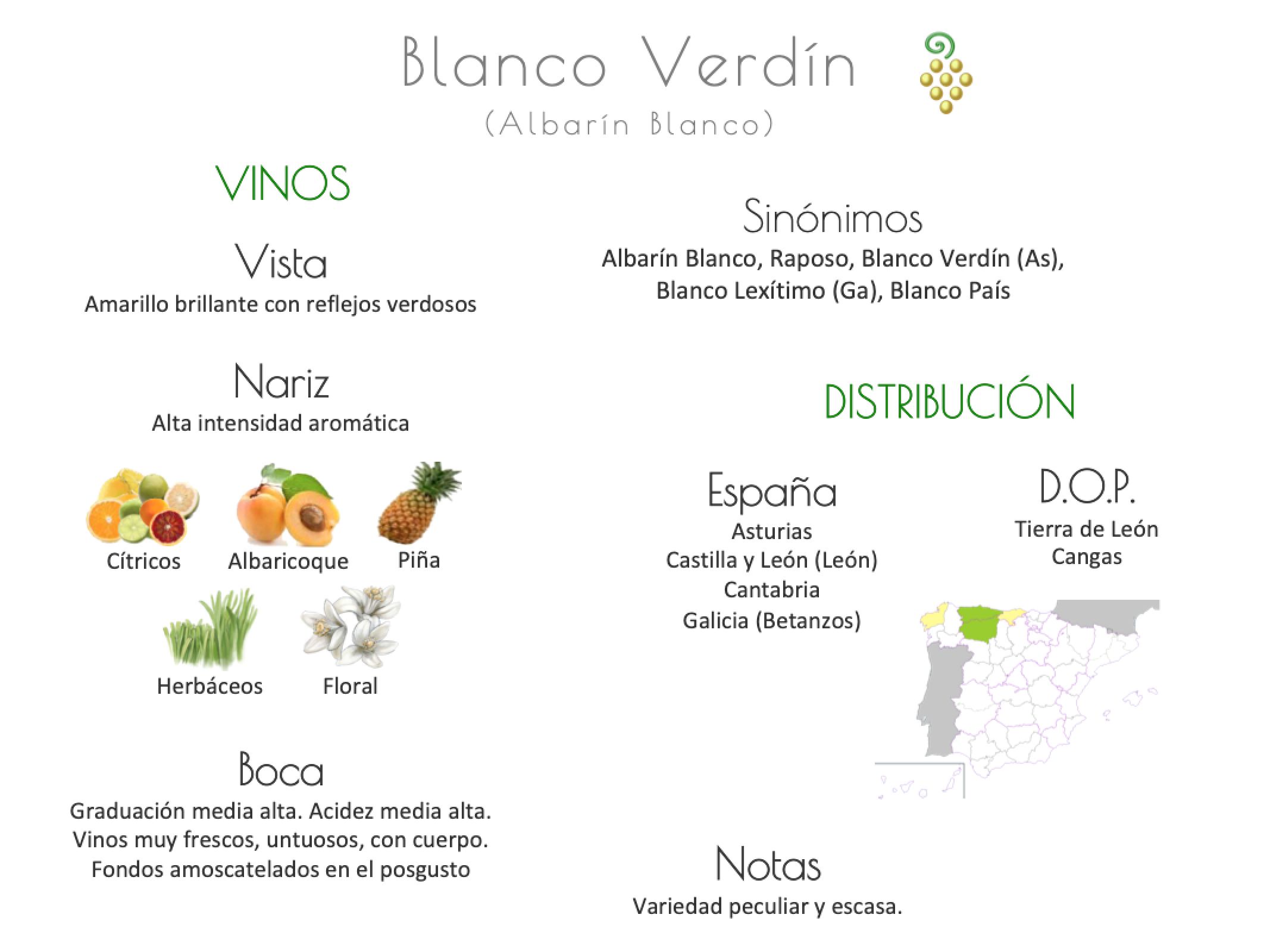 Sinónimo de Airén