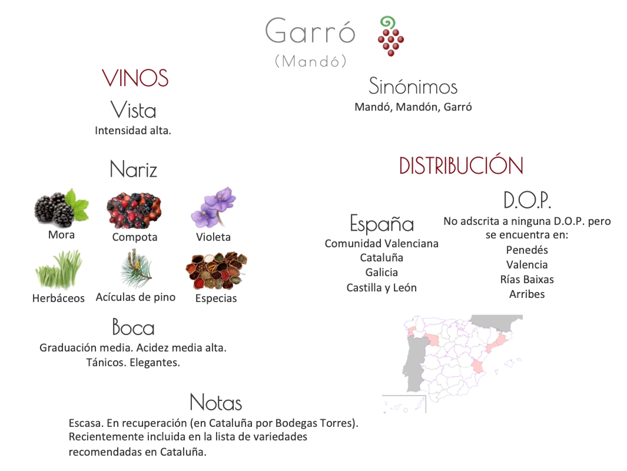 Sinónimo de Airén