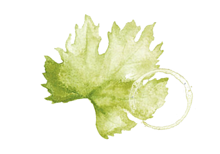 Malvasía